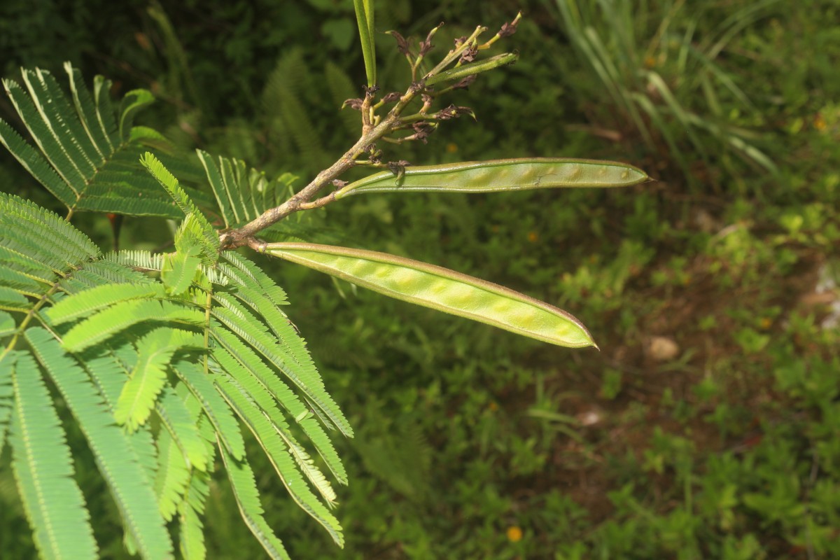 Calliandra houstoniana var. calothyrsus (Meisn.) Barneby